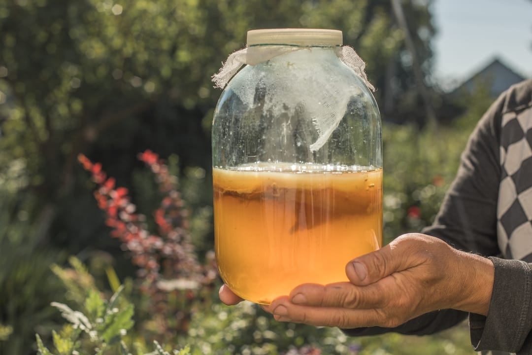 The Science of Fermentation What Makes Kombucha So Special