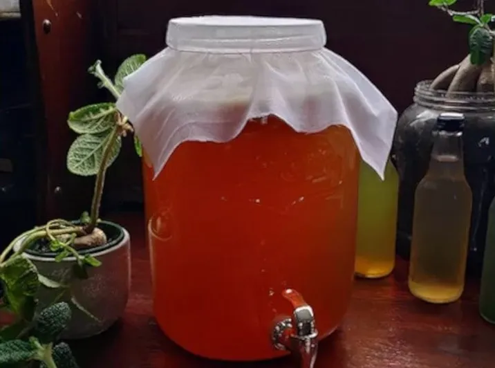 kombucha-australian-wellness-lifestyle-image (5) The Environmental Impact of Kombucha - Eco-Friendly Drinks